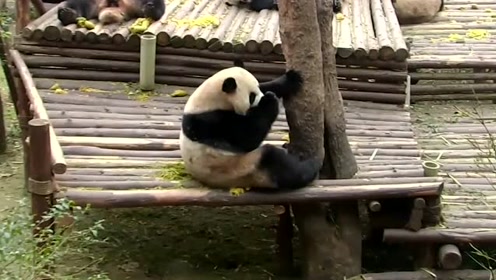 熊猫打喷嚏-腾讯视频
