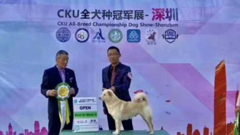 中华唐狗 腾讯视频