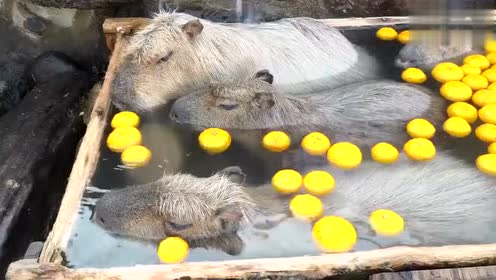 柚子汤 腾讯视频