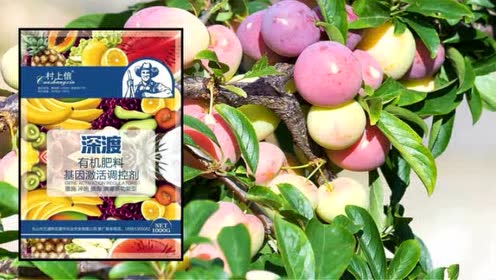 李子保花保果的好药,二十年品质不变