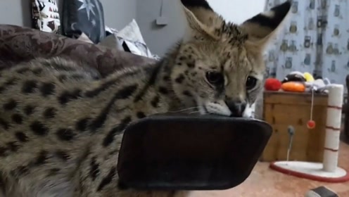 薮猫多少钱一只 腾讯视频