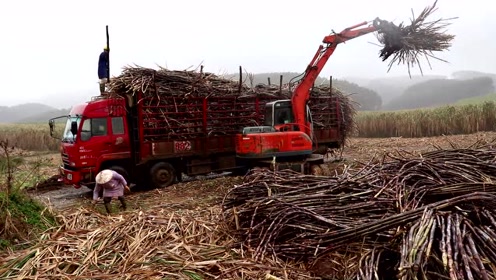 广西来宾收甘蔗旺季,勾机40分钟装一车30吨的甘蔗,牛不牛自己看