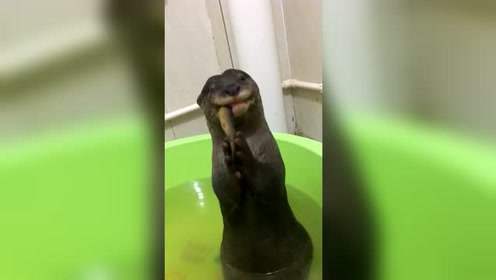 亚洲小爪水獭 腾讯视频