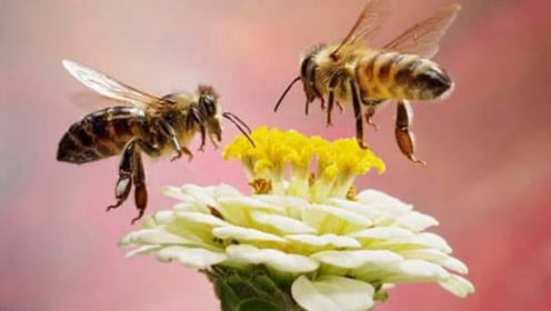 科学家利用"摇摆舞",第一次破解蜜蜂语言,未来能实现与动物交流?