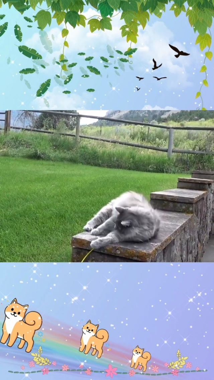 猫咪抱着这一只假老鼠,爱之深恨之切