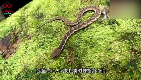 毒蛇电影 腾讯视频