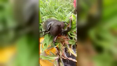 独角仙化蛹 腾讯视频