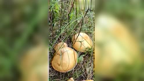 新出的松伞蘑菇,一大窝新鲜无比,太带劲了