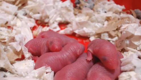 0:02:19吃老鼠叫"三吱