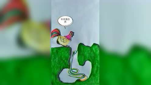 公鸡吃了蛇!母鸡生下蛋!小鸡和小蛇有血缘关系!