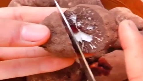 三大珍味之一 腾讯视频