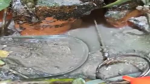 山東小夥在野外發現黃鱔洞,用一個魚鉤成功釣上大黃鱔