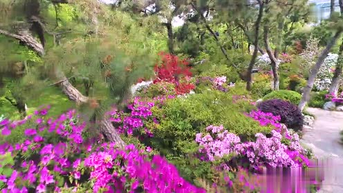 稀有台湾花卉 腾讯视频