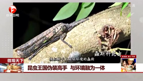 昆虫王国 腾讯视频