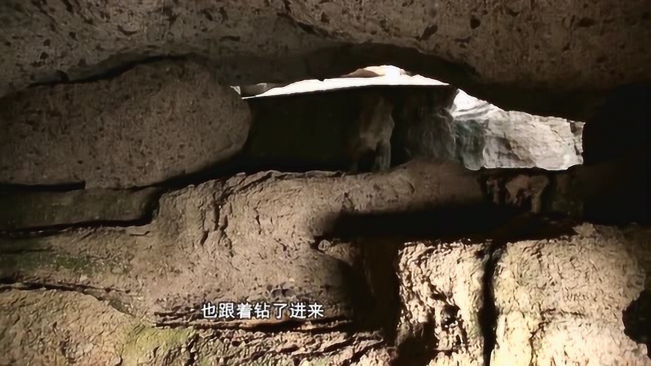 世界多美丽:小伍吃播上线!馄饨看到流口水!