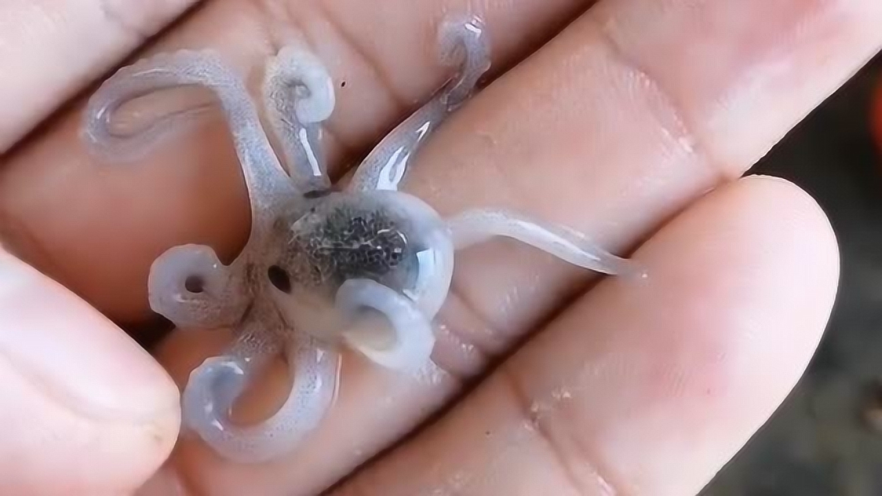 在海边抓到一只小八爪鱼,估计应该是刚出生的,呆萌的太可爱了!