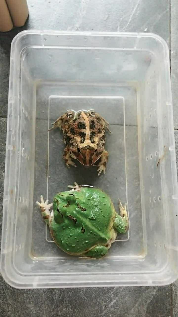 这是一对成体的侏儒角蛙,长得还是挺漂亮的