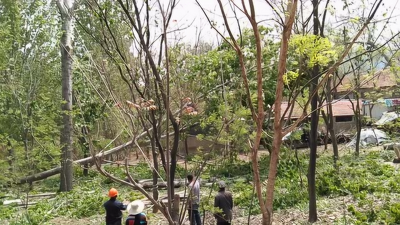 实拍农村杀树现场,终于知道树为什么卖的这么便宜啦!
