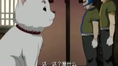 银魂定春 腾讯视频