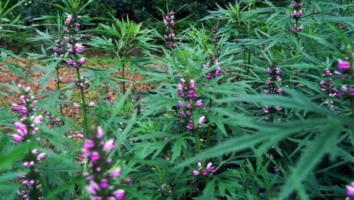 汕头人很喜欢吃,用它做汤,可清咽止咳0:03:55风味原产地潮汕:益母草时