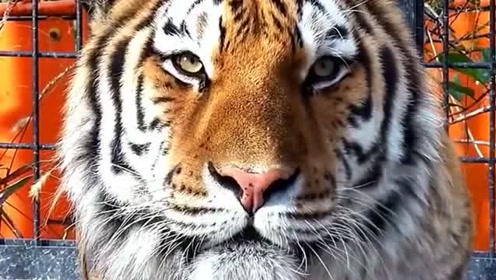 老虎如果不凶的话,养殖还是非常的帅气可爱的,毕竟它也是猫科动物!