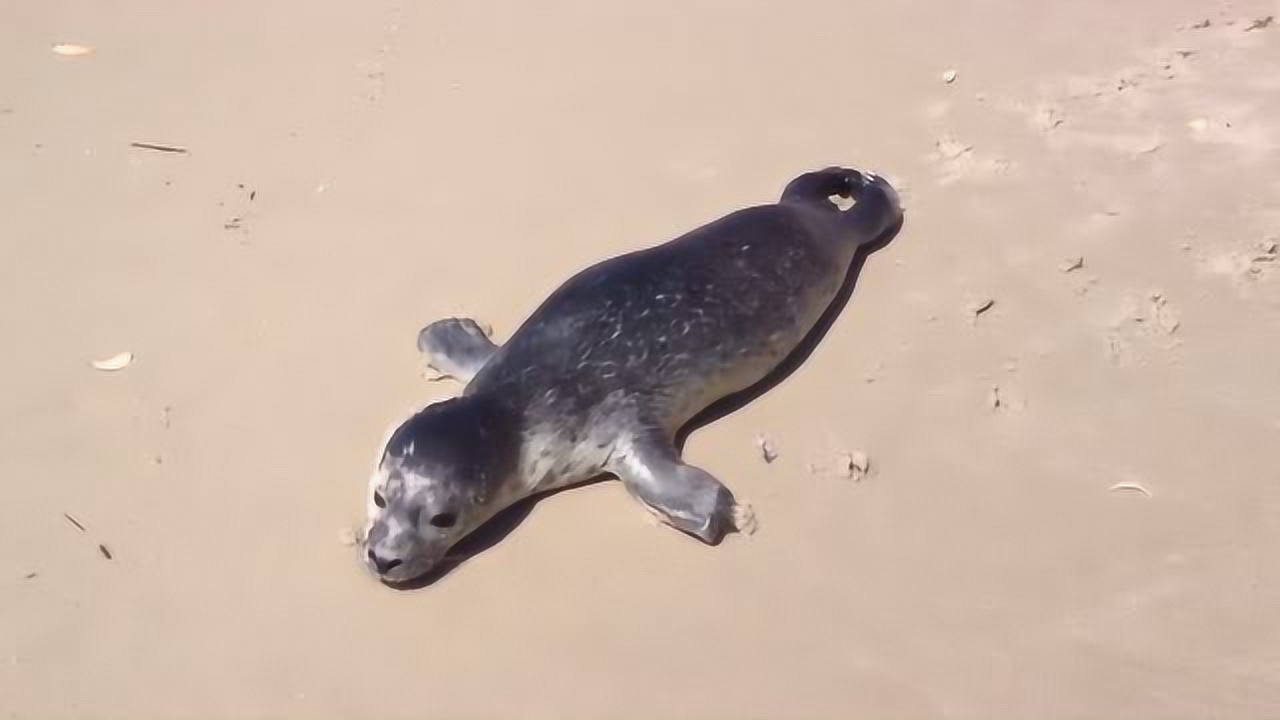 沙滩上有一只小海豹主动上岸,小家伙上岸来晒太阳的吧