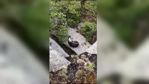 野生羊 腾讯视频
