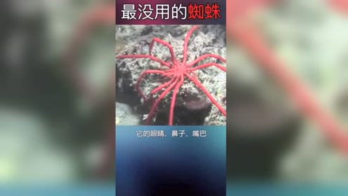 海蜘蛛 腾讯视频