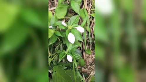 黄金草药 腾讯视频
