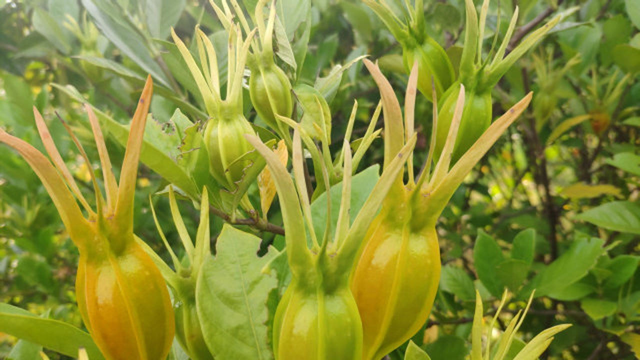 茵栀黄是什么植物图片