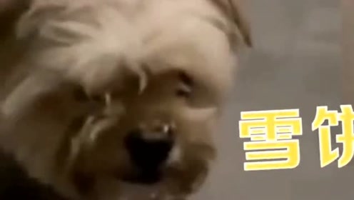 金华宠物 腾讯视频