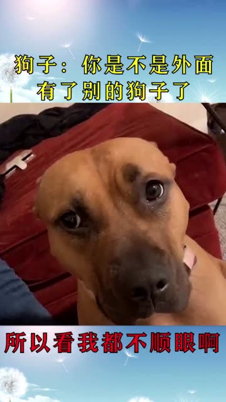 狗子:你是不是外面有了别的狗子了,所以才看我不顺眼啊!