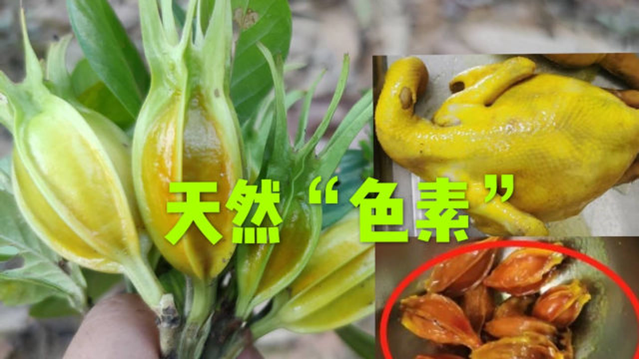 栀子黄_搜狗百科