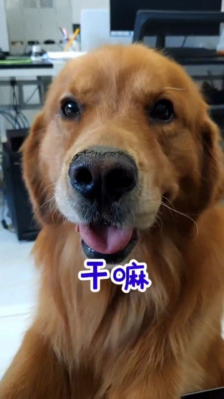 傻狗,不解风情的傻狗