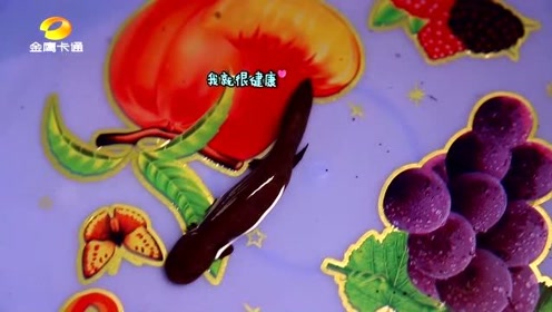 童趣大冒险:一起来给娃娃鱼做个健康检查