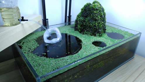 日本水草店 腾讯视频