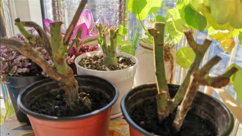 花盆栽 腾讯视频