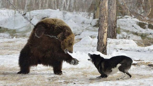 动物园里,四只熊撕咬一头狼,狼同伴一直想救,却无能为力