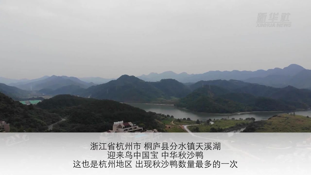 云游·浙江省天溪湖中华秋沙鸭