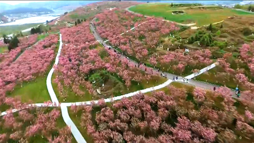 【花开黔南】贵州瓮安:樱花时节赏花去 风景独好在猴场