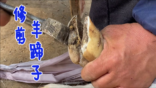 竟用22只山羊蹄 腾讯视频