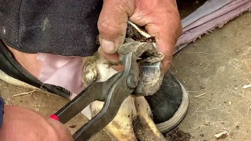 竟用22只山羊蹄 腾讯视频