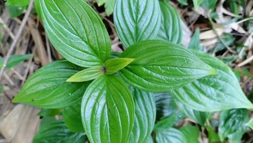 这种植物叶子长得很漂亮,它叫大叶龙胆草,是一种野生中草药材,认识