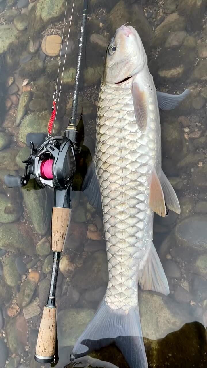 好久没看到过这么漂亮的军鱼了,赶紧给它放了吧,要