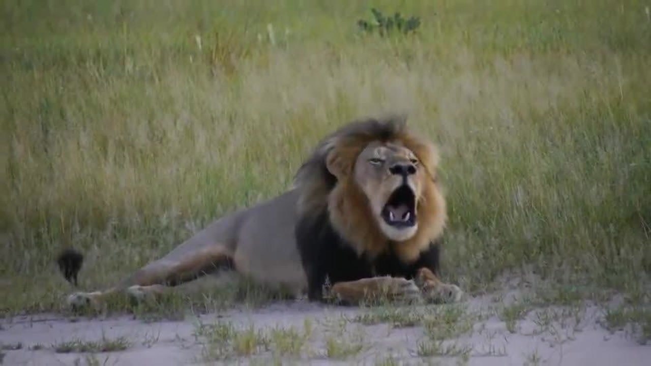 雄狮竭力吼叫,王者霸气十足!