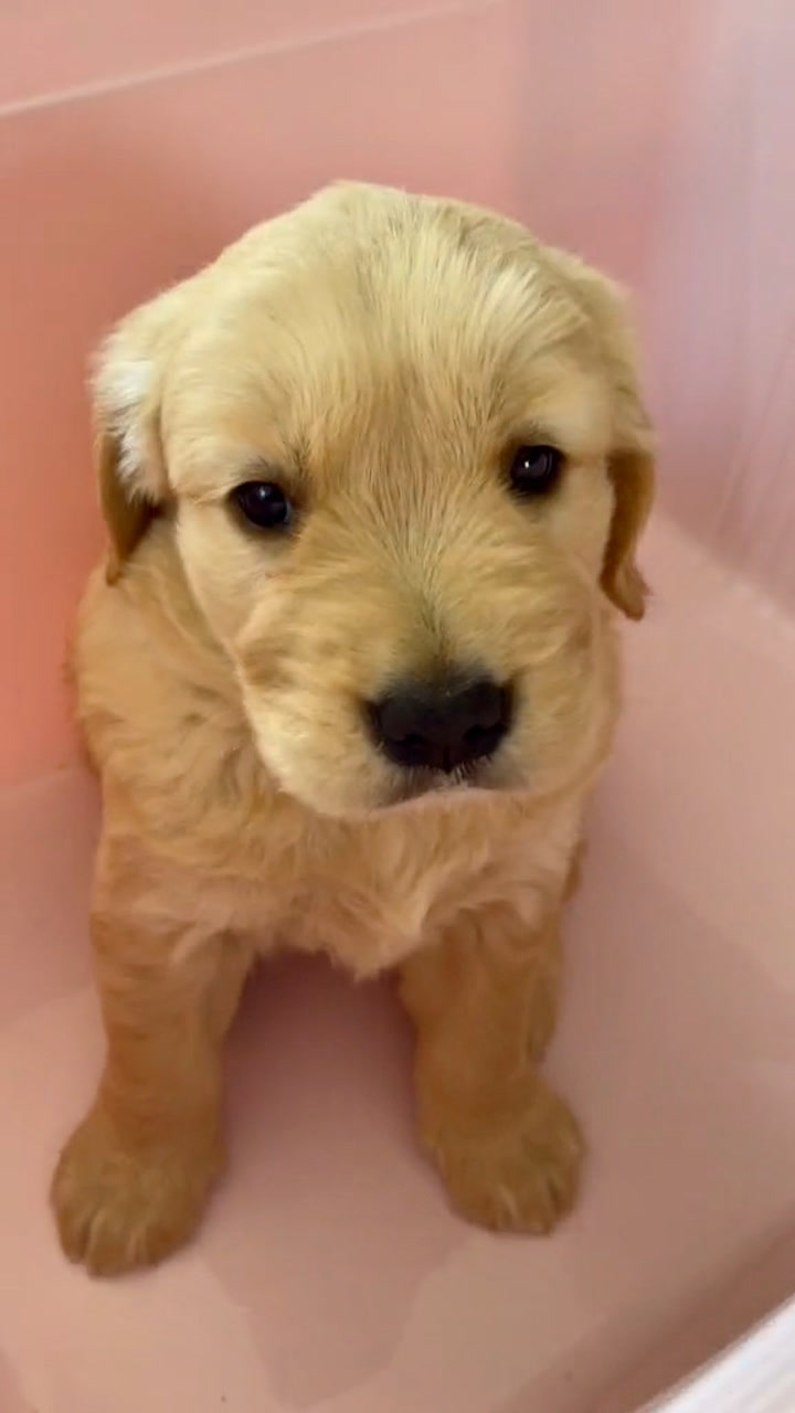 我家宝宝应该是全网最爱学习的小奶狗了.下个技能学个啥好呢?