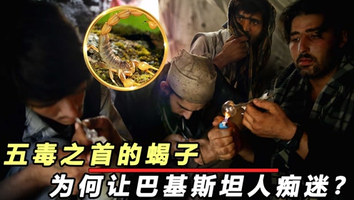 还把毒蝎当烟抽! #知识π计划-知识抢先知