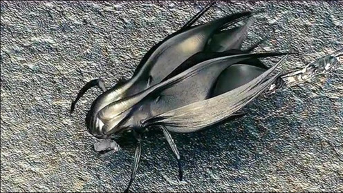 一只吃铁的纳米虫,直接吞下大卡车,蝗虫一比简直弱爆了!