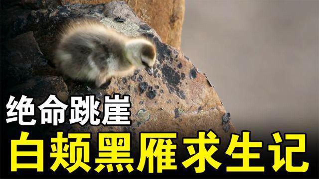 极为罕见的白颊黑雁跳崖被摄像机完整的记录下来,让人肃然起敬.