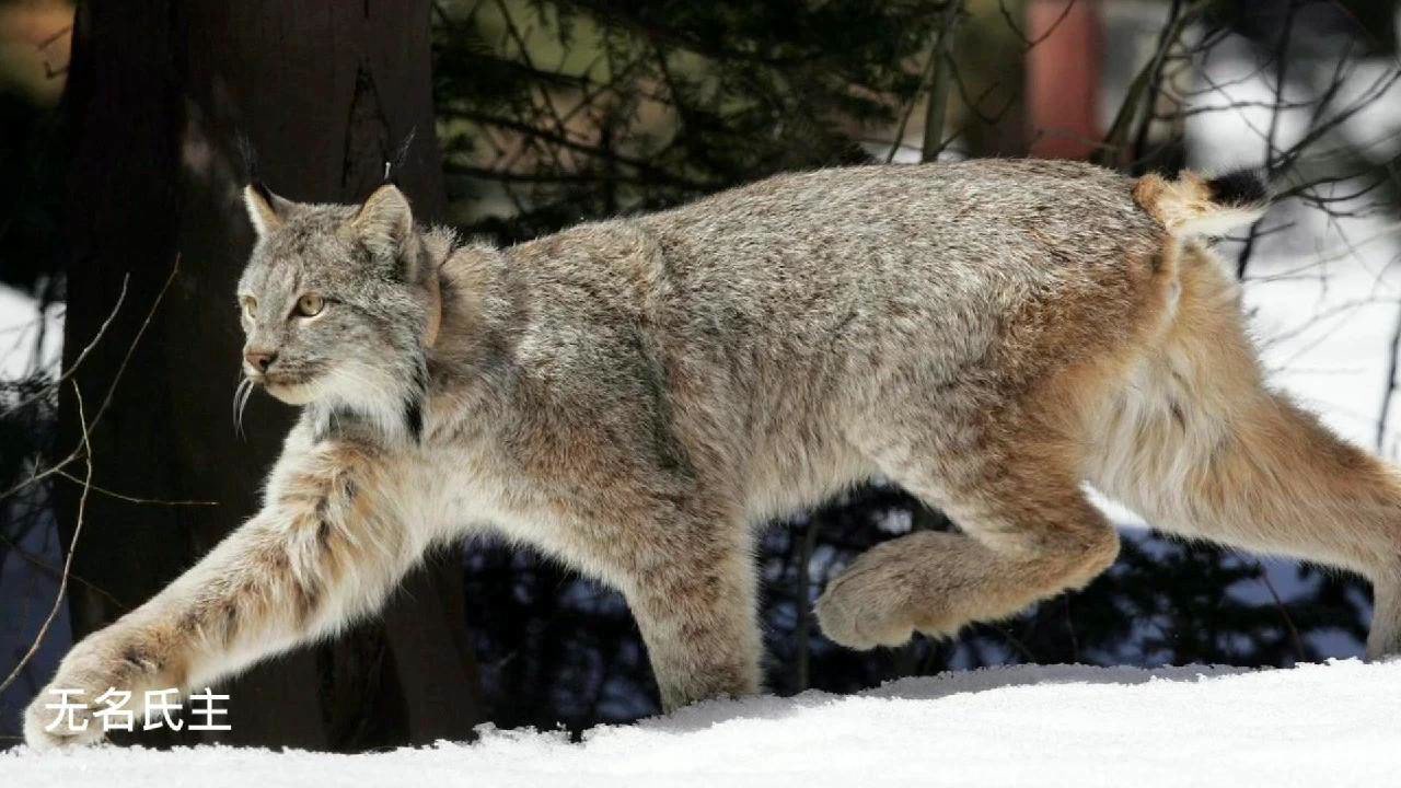 食肉動物狩獵混剪,獅子猞猁獵食